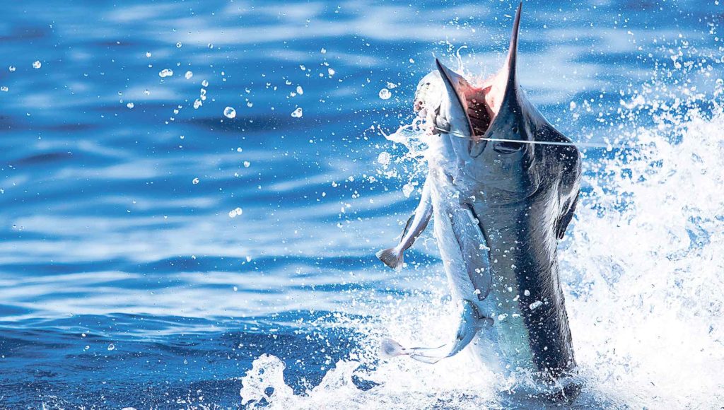 Striped Marlin Fishing off Cabo San Lucas, Mexico