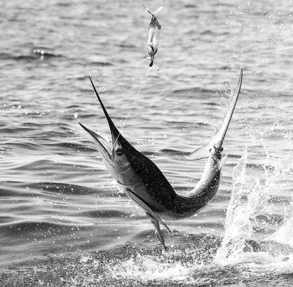 Striped Marlin Fishing off Cabo San Lucas, Mexico