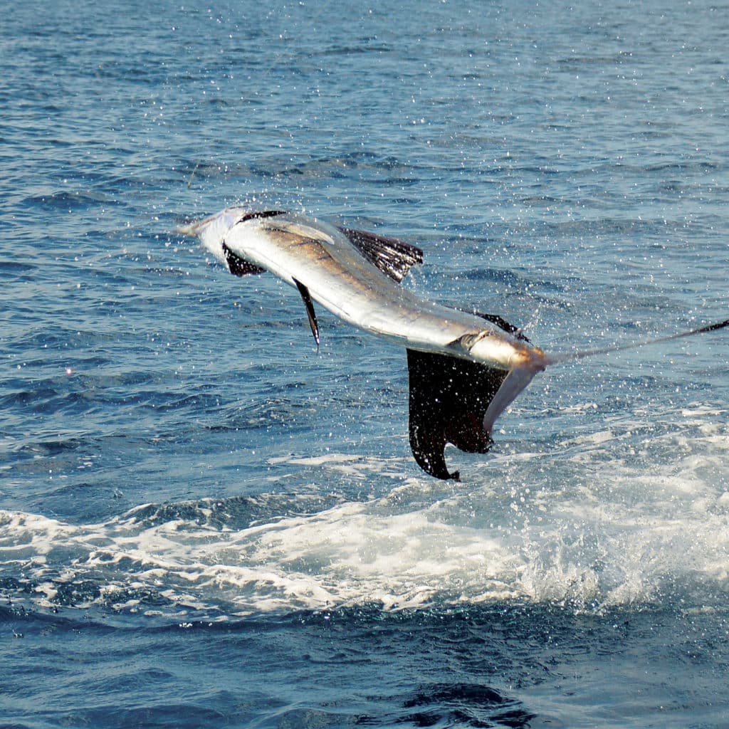 Nicaragua Fishing Marlin Central America
