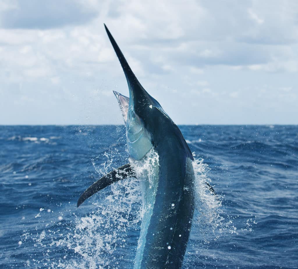 black marlin jumping out water