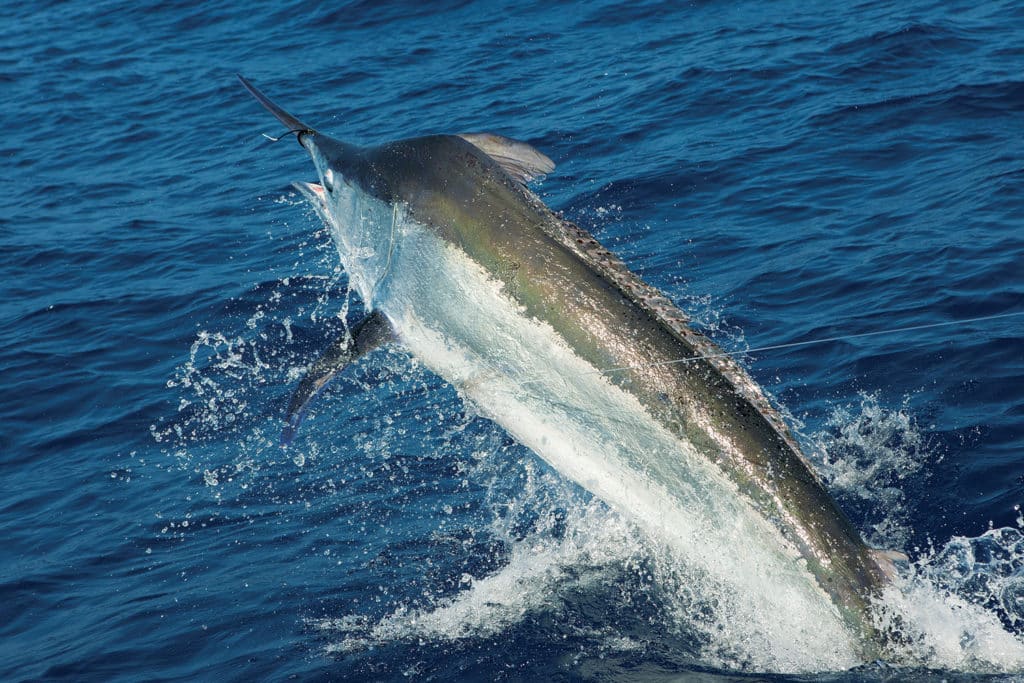 black marlin off Lizard Island in Australia