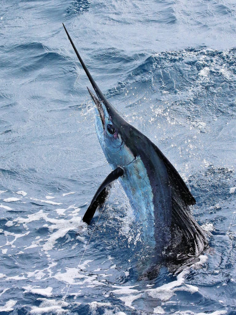In terms of highest release totals, head for the Los Sueños Signature Triple Crown or the Offshore World Championship, both of which are held on the Pacific side of Costa Rica.