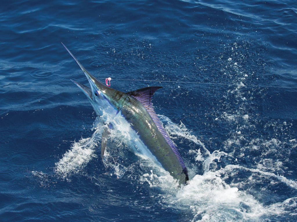Blue marlin jumping guatemala