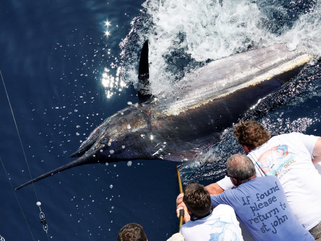 Big Blue Marlin Gulf of Mexico