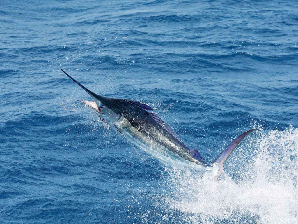 Blue Marlin Fishing Gulf of Mexico