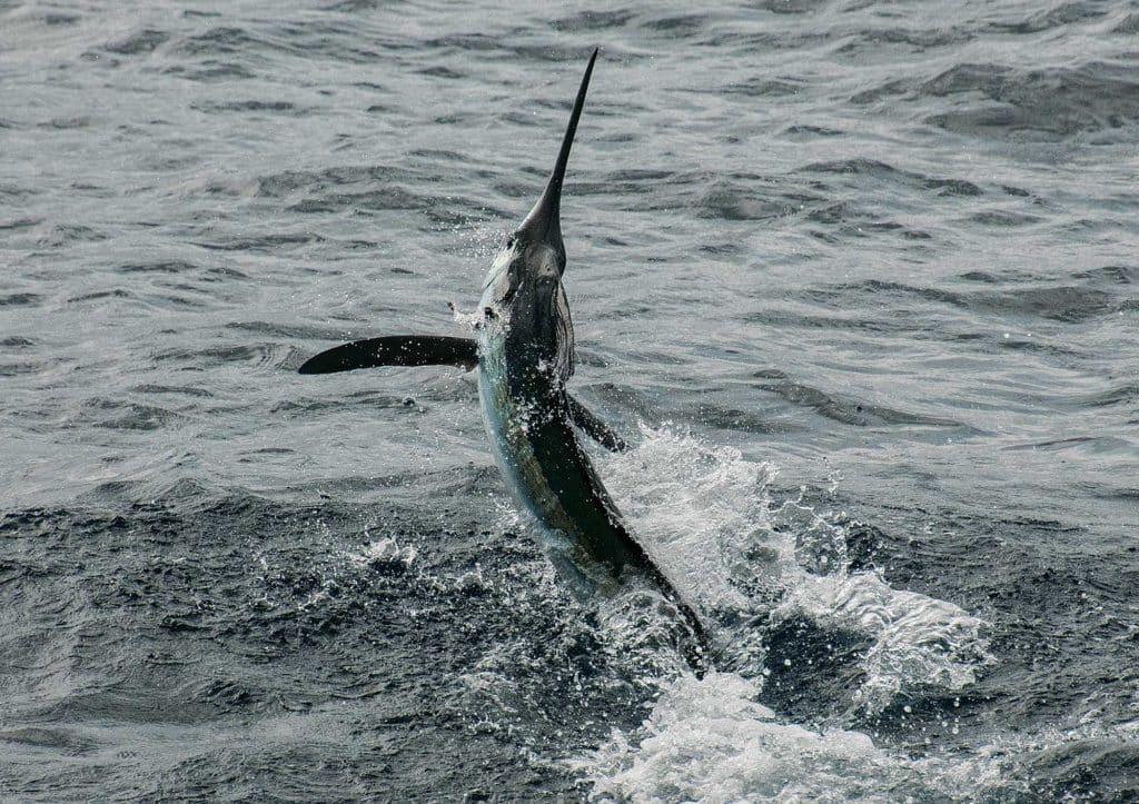 Marlin Fishing in Cape May, New Jersey