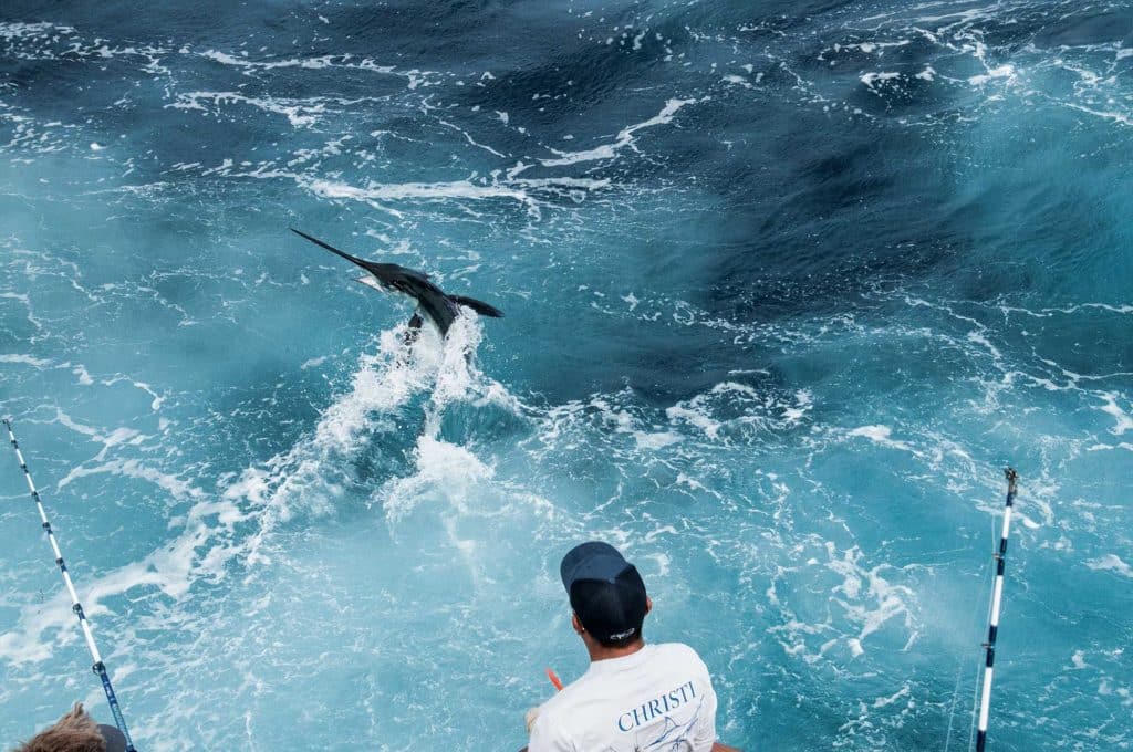Marlin Fishing in Cape May, New Jersey