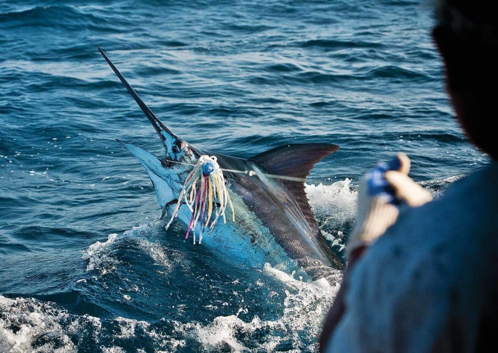 South Carolina’s billfish action has steadily improved over the years