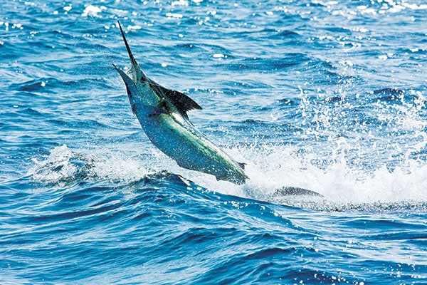 A blue marlin takes to the air