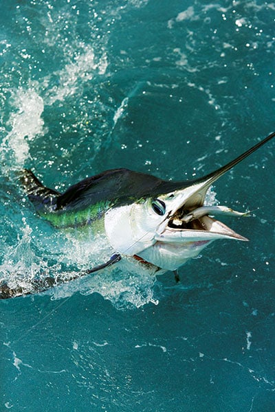 Dead bait fishing for sailfish