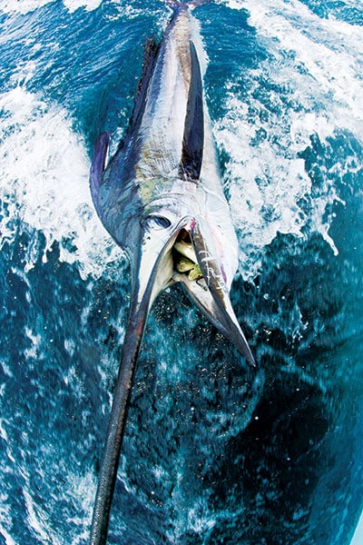 A close up view of a sailfish