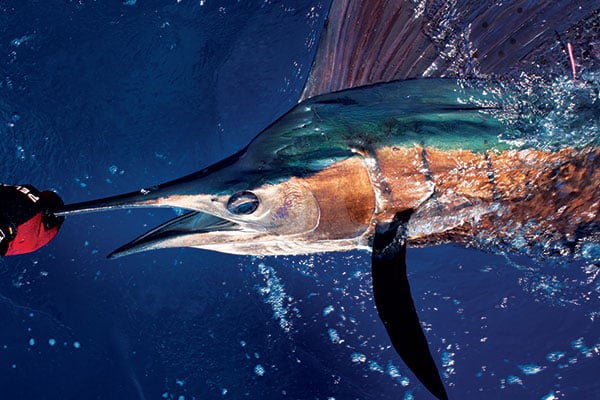 blue marlin up to surface