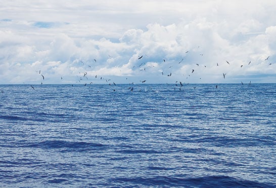 horizon over ocean from sport-fishing boat