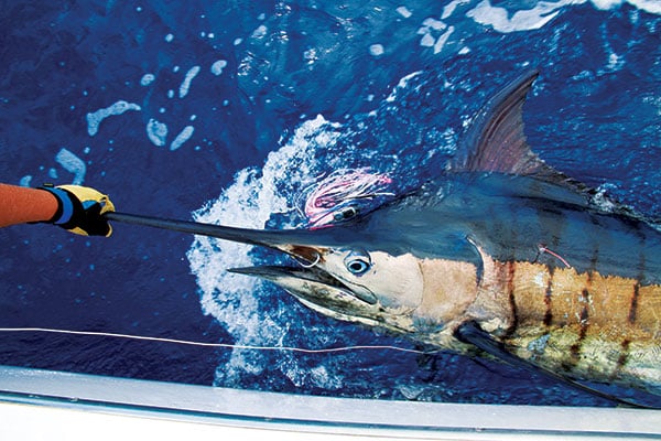 blue marlin brought up to boat