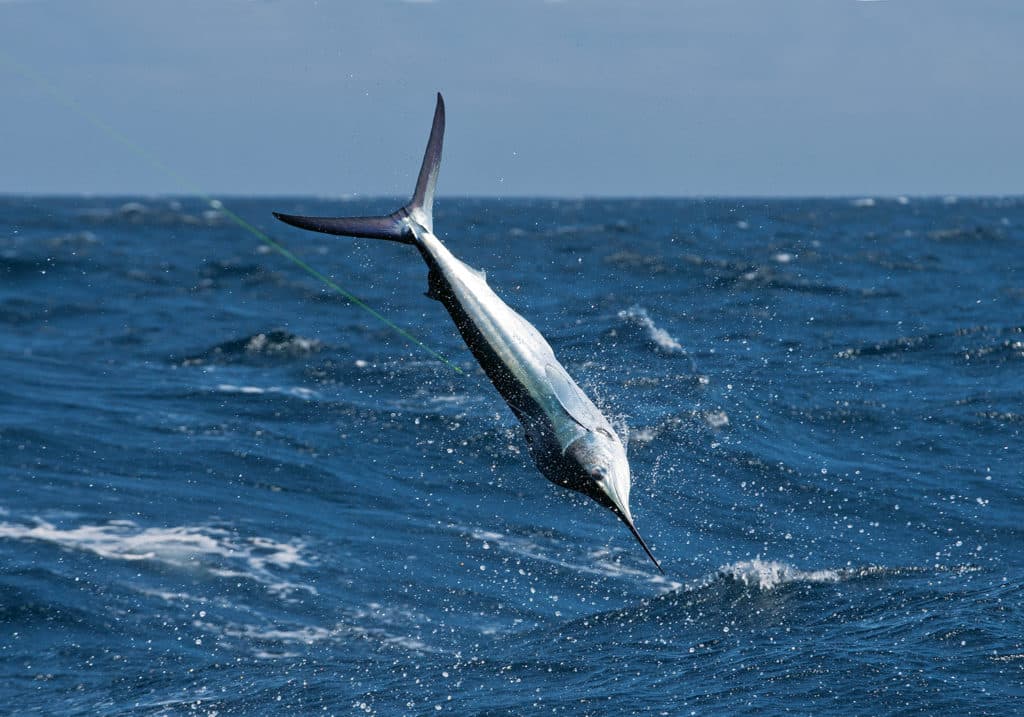 white marlin jumping out water