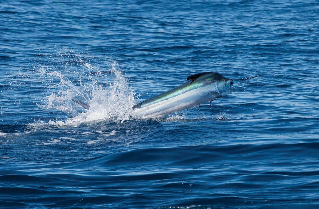 white marlin jumps out water