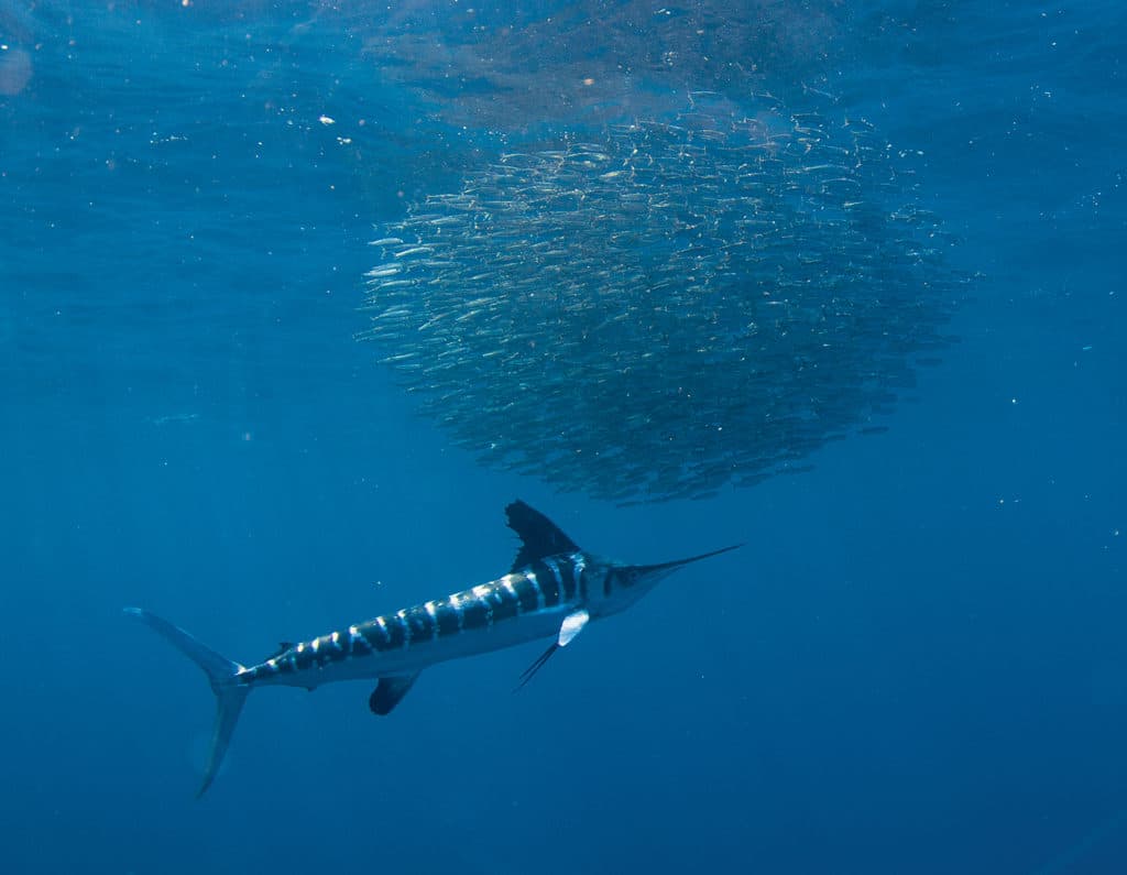 white marlin beneath bait ball