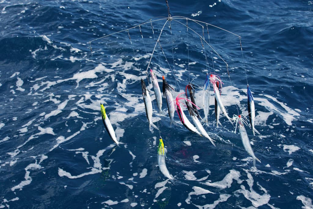 fishing for white marlin