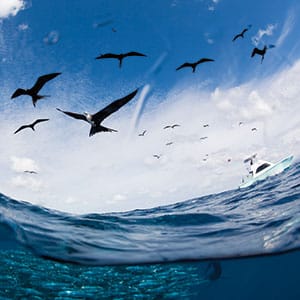 Frigate Birds on Baitball and Sailfish