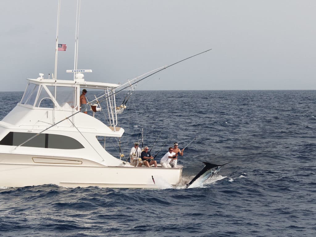 boat backing down on blue marlin