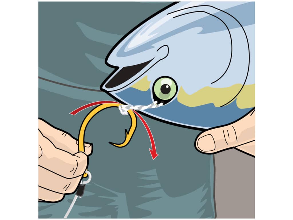 Rigging live bait for marlin fishing step 4