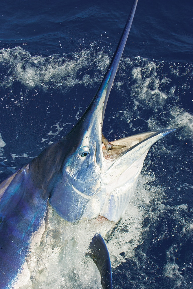 Vanuatu billfish