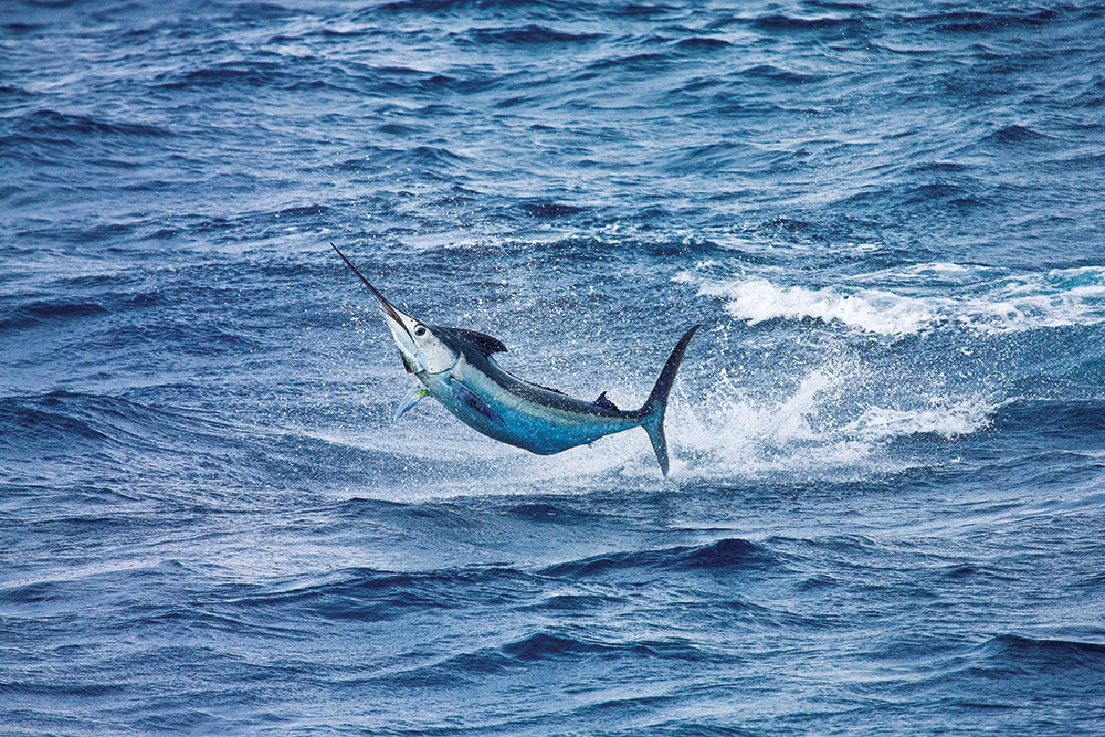 blue marlin jump