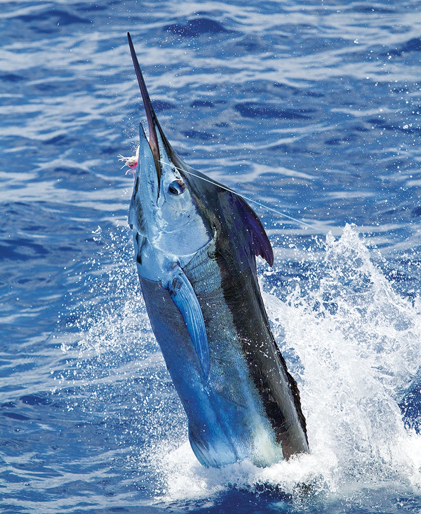 Bermuda Fishing Summer