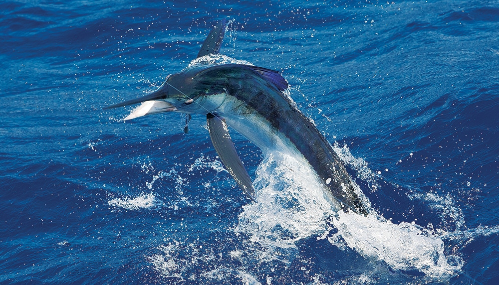 Bermuda Fishing Summer