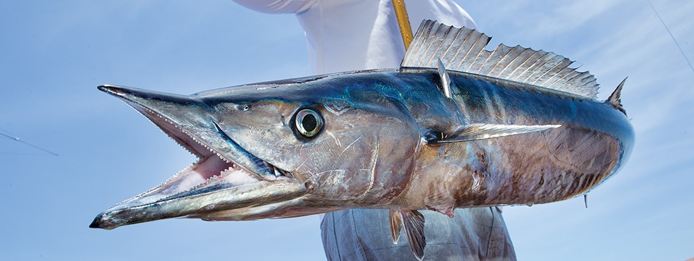 Bermuda Fishing Summer