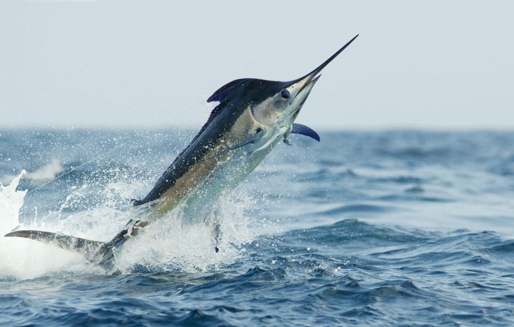 jumping blue marlin