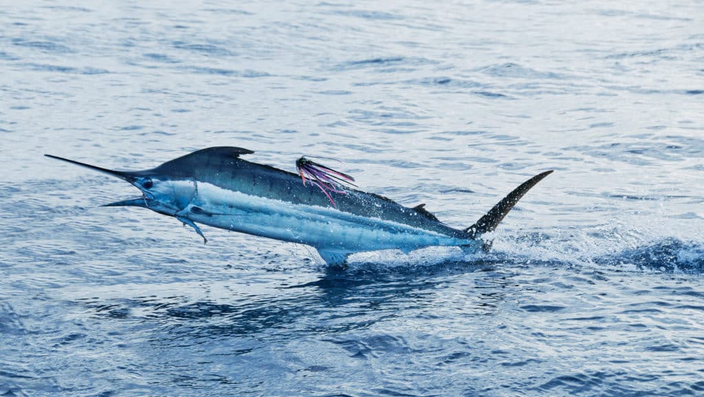 jumping blue marlin off american samoa