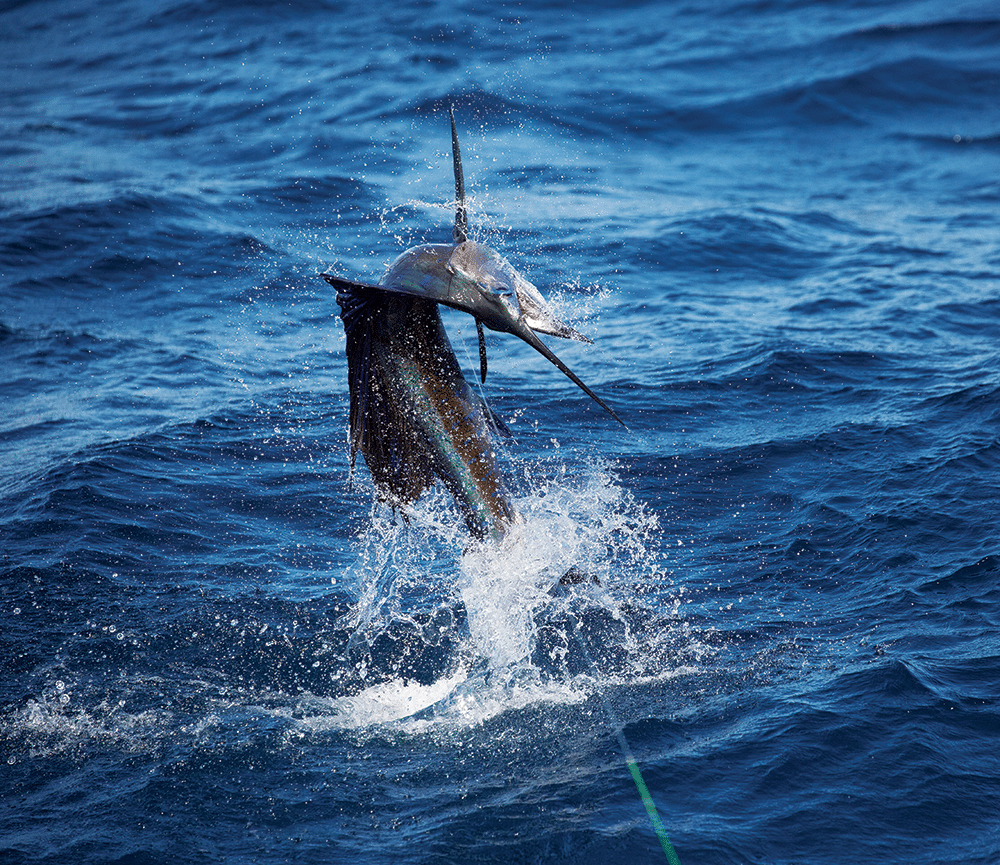Billfish in Baja