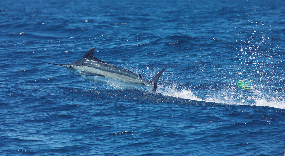 Billfish in Baja