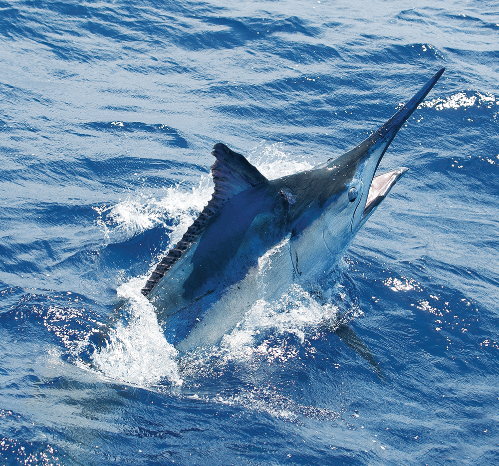 Billfish in Baja