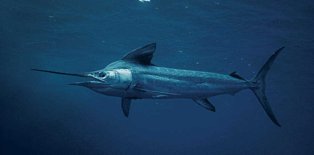 striped marlin under water in New Zealand