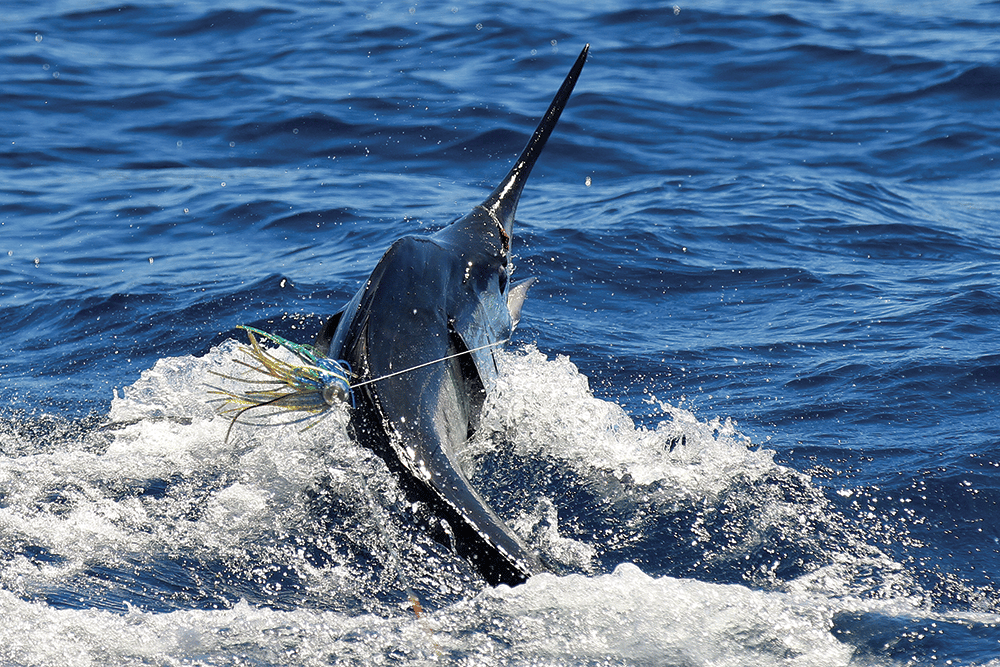 striped marlin jumping in water