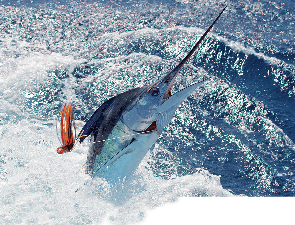 striped marlin jumping at the boat