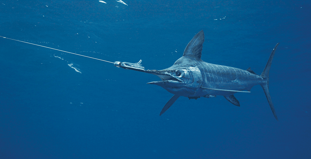 striped marlin chasing small lure