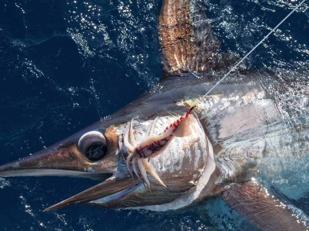 Brett Holden 1000 Swordfish Quest