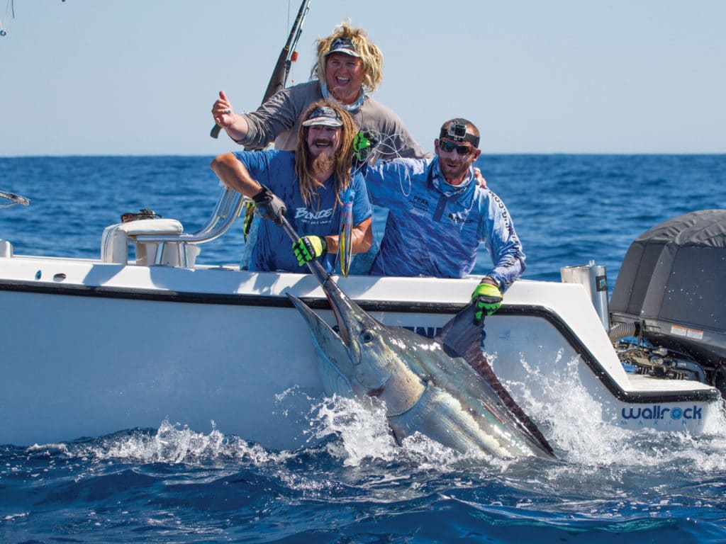 Exmouth black marlin
