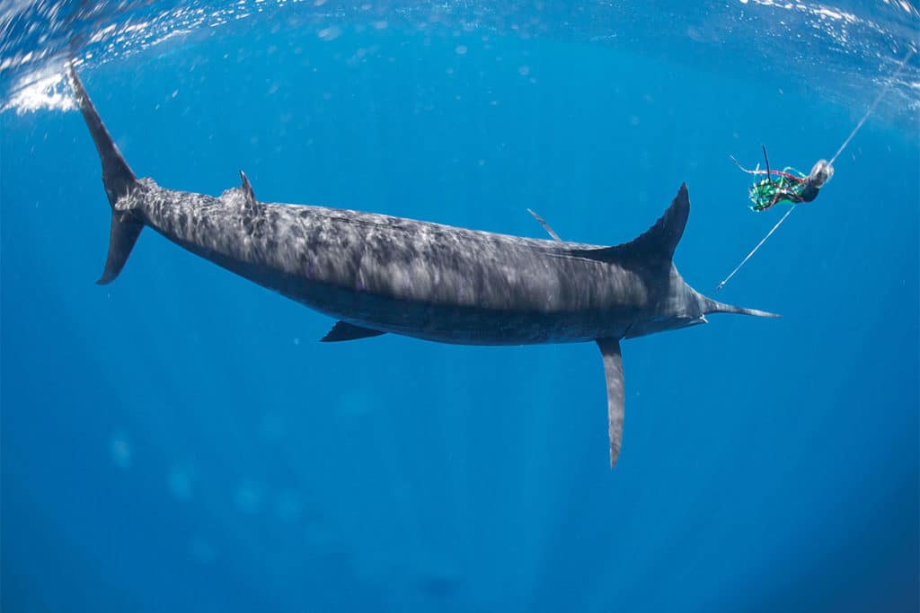Blue Marlin Underwater