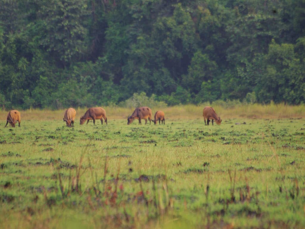 Gabon, Africa