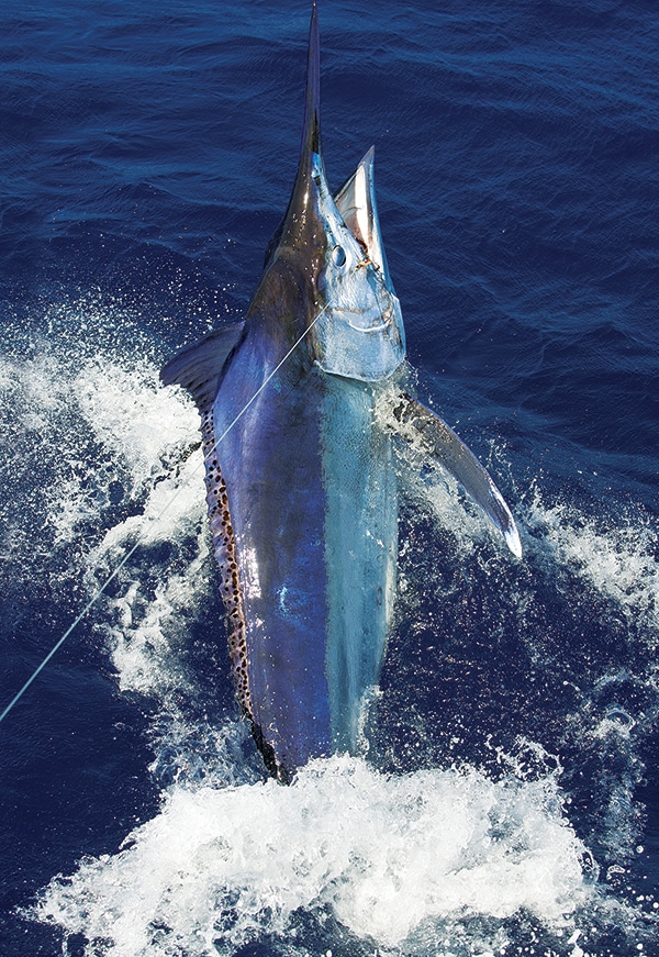 black marlin