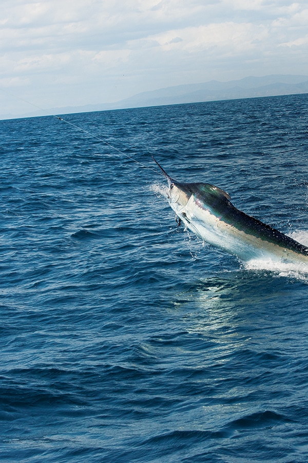 black marlin fishing