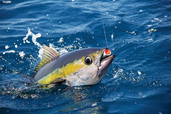 tuna fishing panama