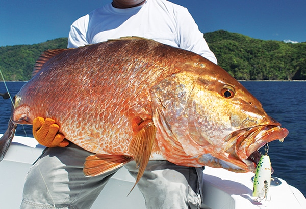 cubera snapper panama fishing