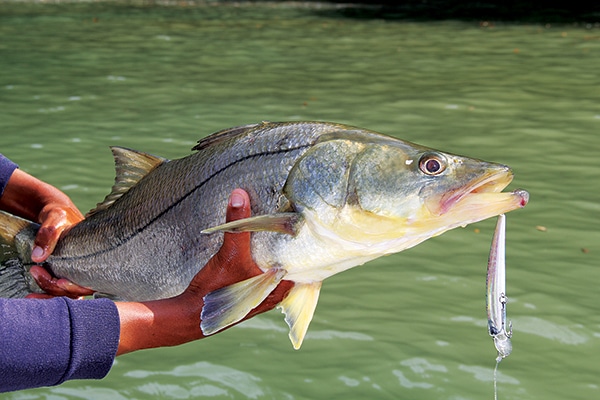 snook fishing panama