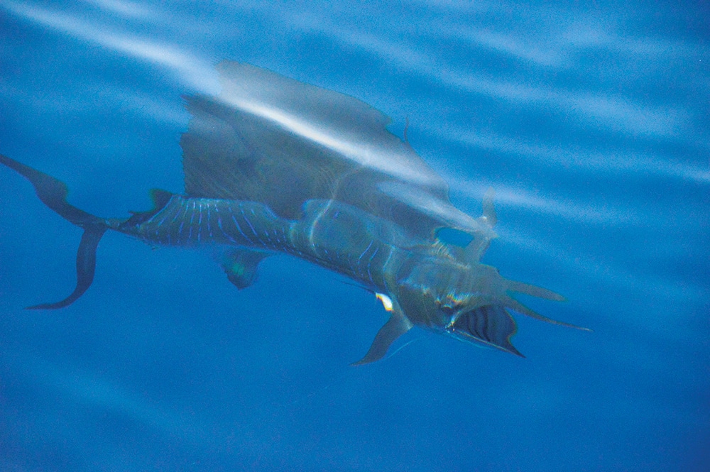 Quepos Costa Rica Marlin Sailfish Fishing