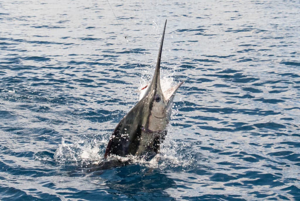 Head to Andros from May thru June to catch a blue marlin off the coast.